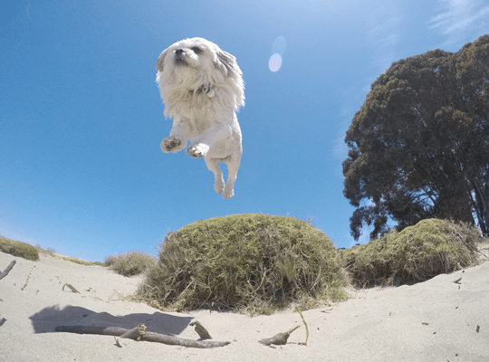 About GoPro Dogs